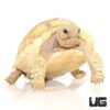 Baby Ivory Sulcata Tortoise