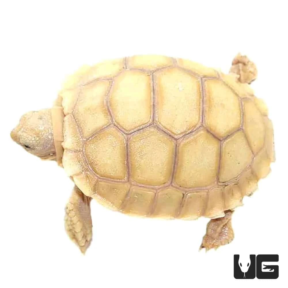 Baby Ivory Sulcata Tortoise - Image 2