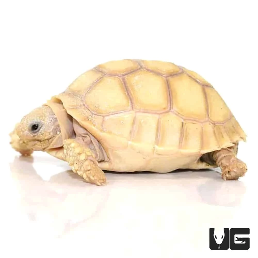 Baby Ivory Sulcata Tortoise - Image 3