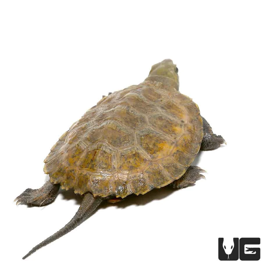 Baby Japanese Wood Turtle - Image 3