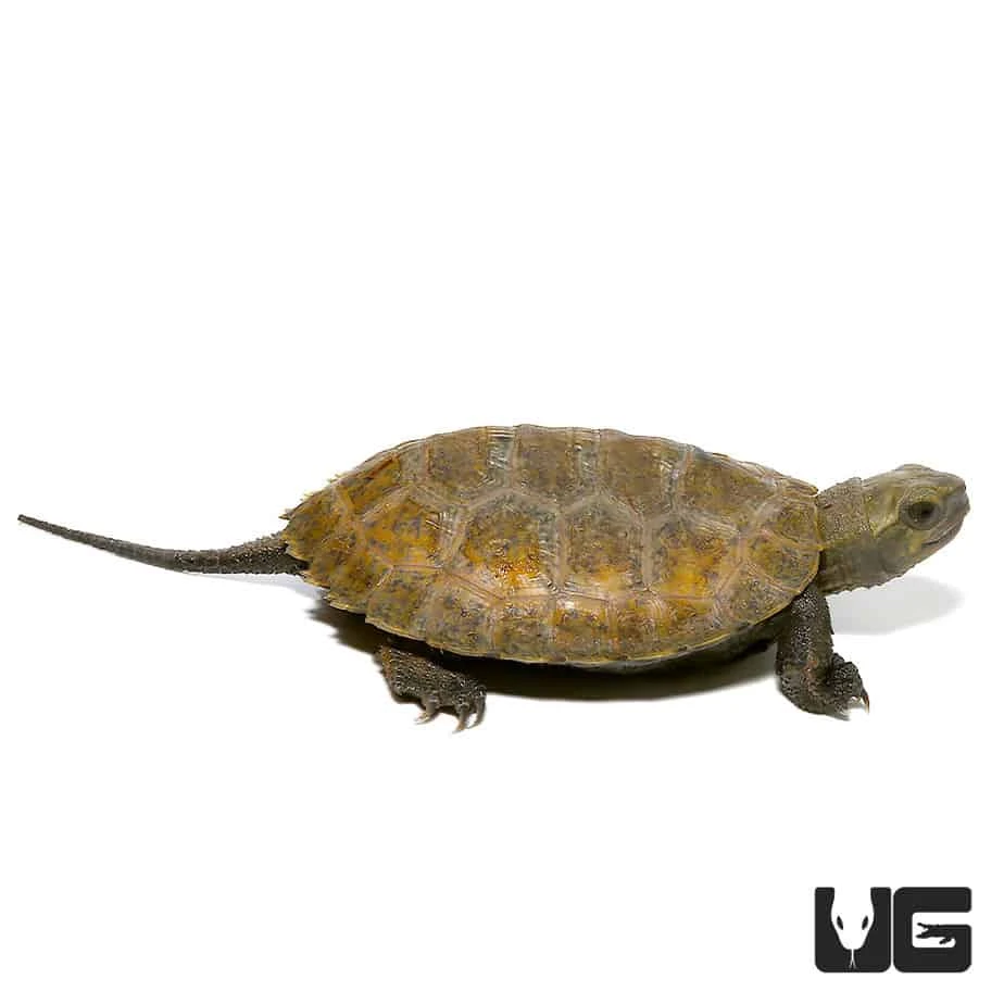 Baby Japanese Wood Turtle - Image 4