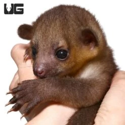 Baby Male Kinkajou #1