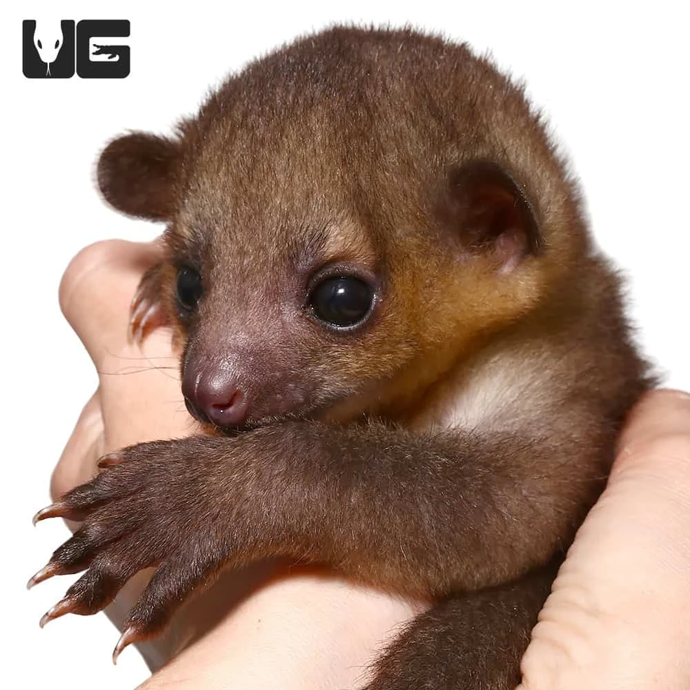 Baby Male Kinkajou #1
