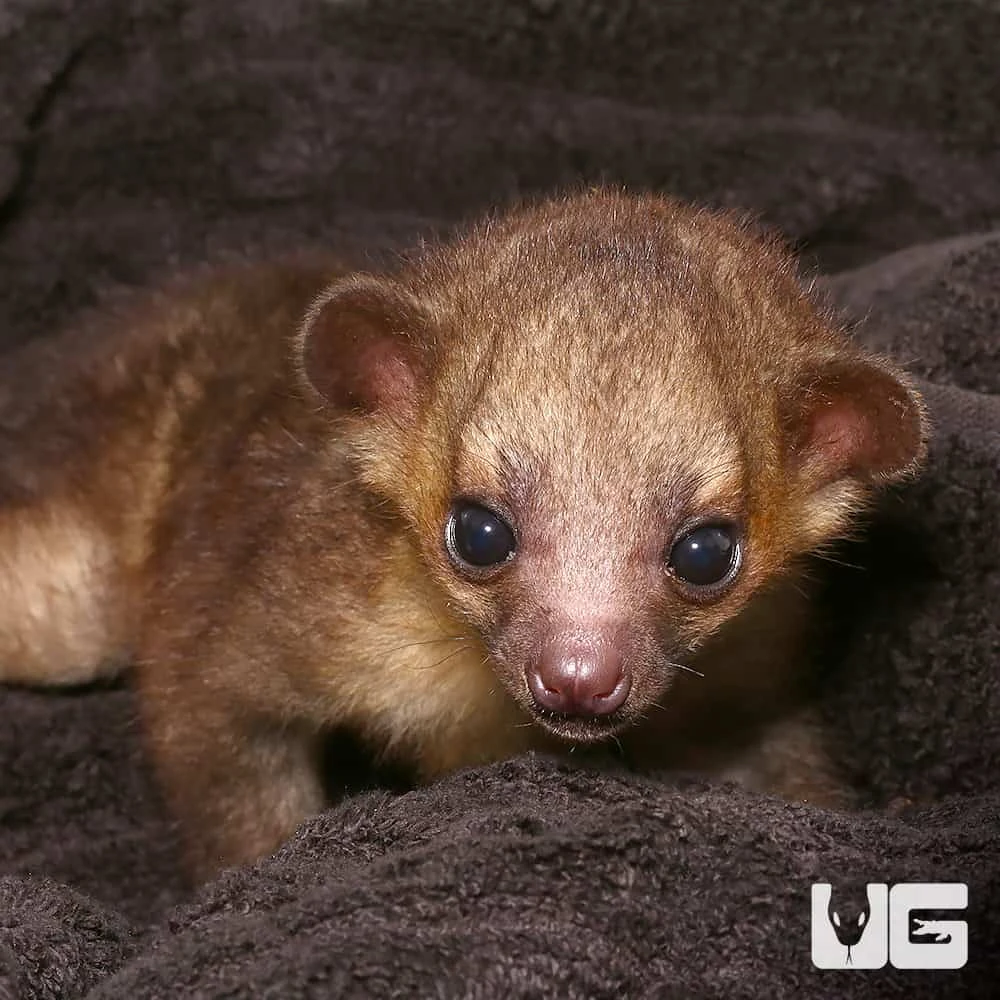Baby Male Kinkajou #1 - Image 2