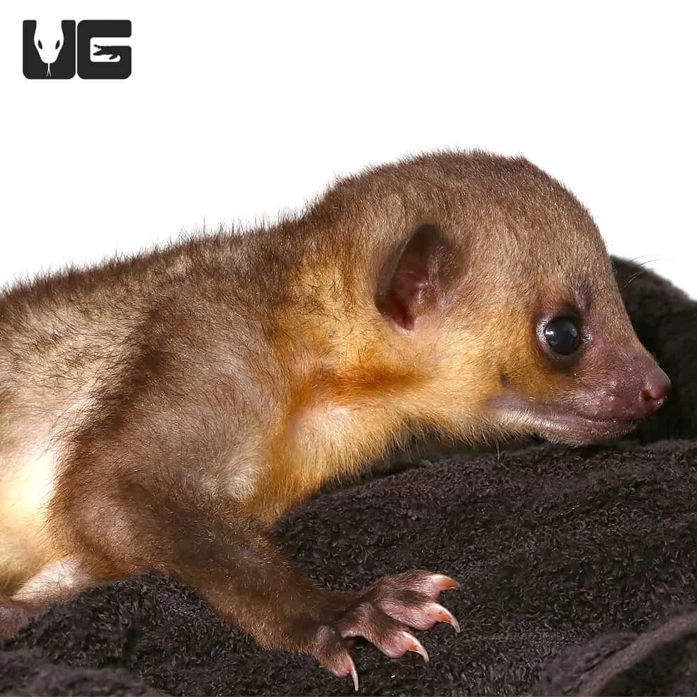 Baby Male Kinkajou #1 - Image 3