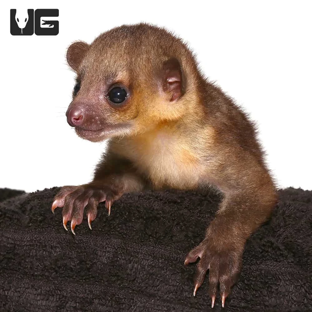Baby Male Kinkajou #1 - Image 4