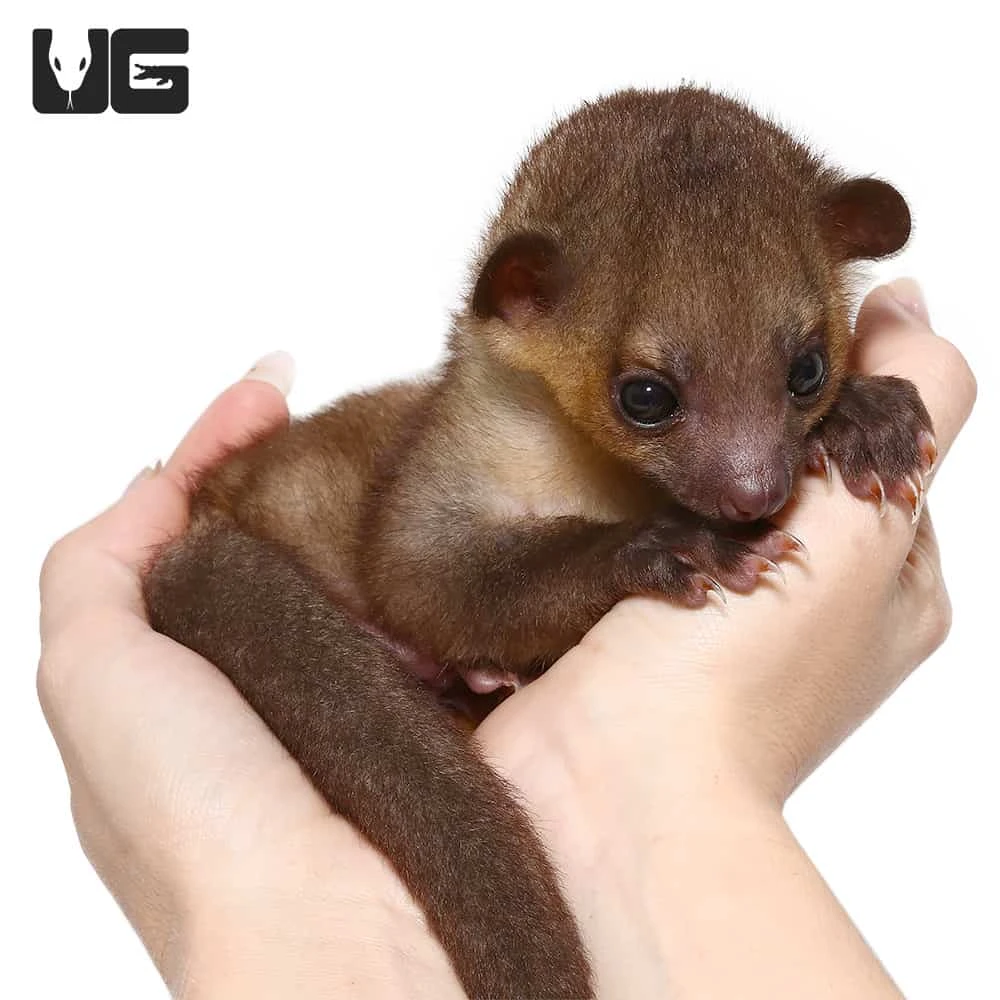 Baby Male Kinkajou #1 - Image 5