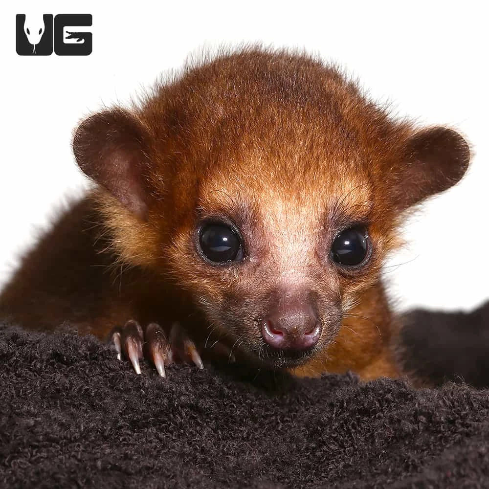 Baby Male Kinkajou #2