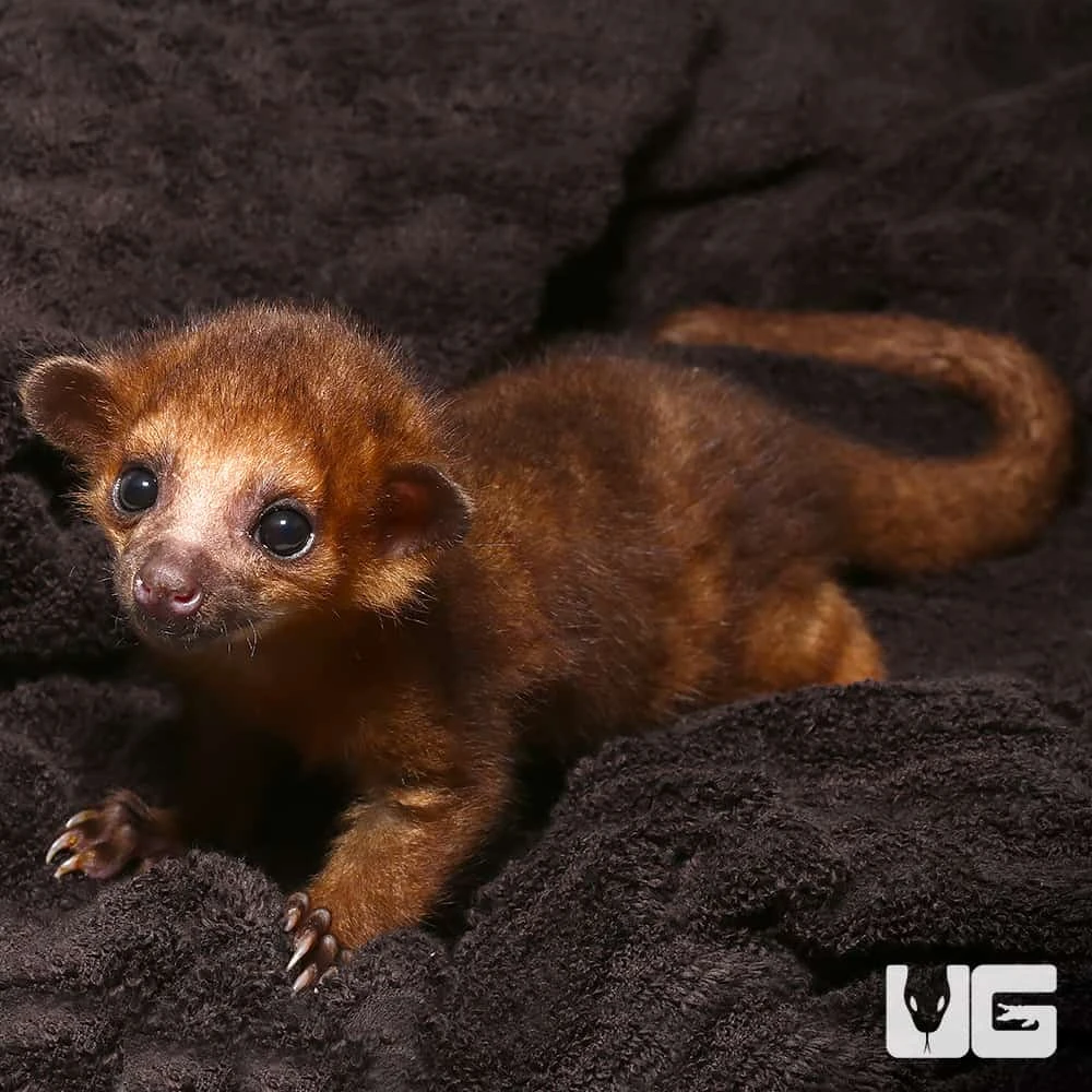 Baby Male Kinkajou #2 - Image 2
