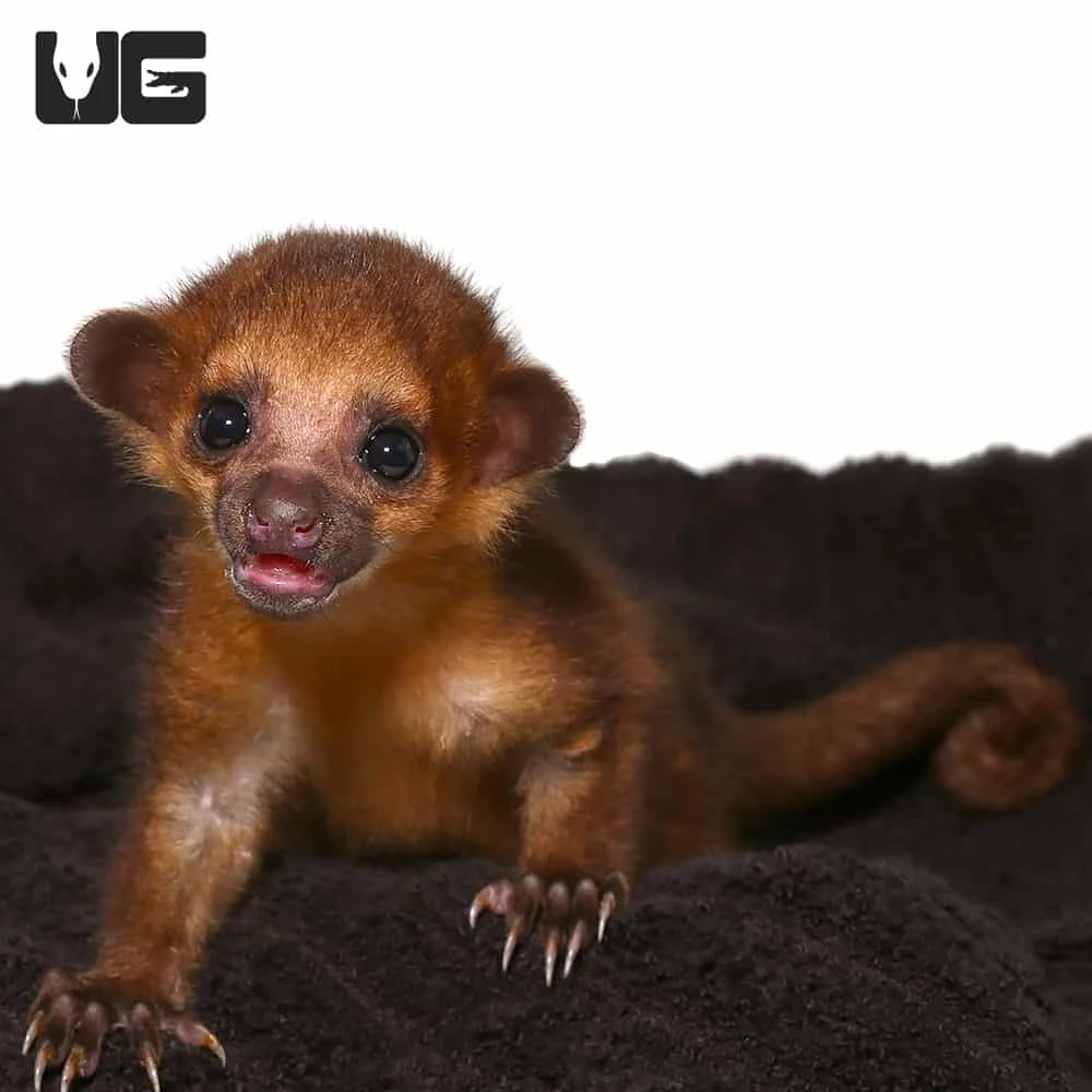 Baby Male Kinkajou #2 - Image 3