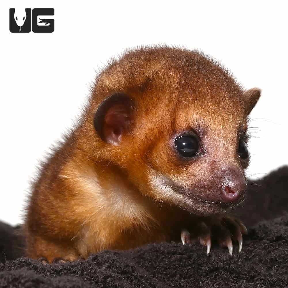 Baby Male Kinkajou #2 - Image 4