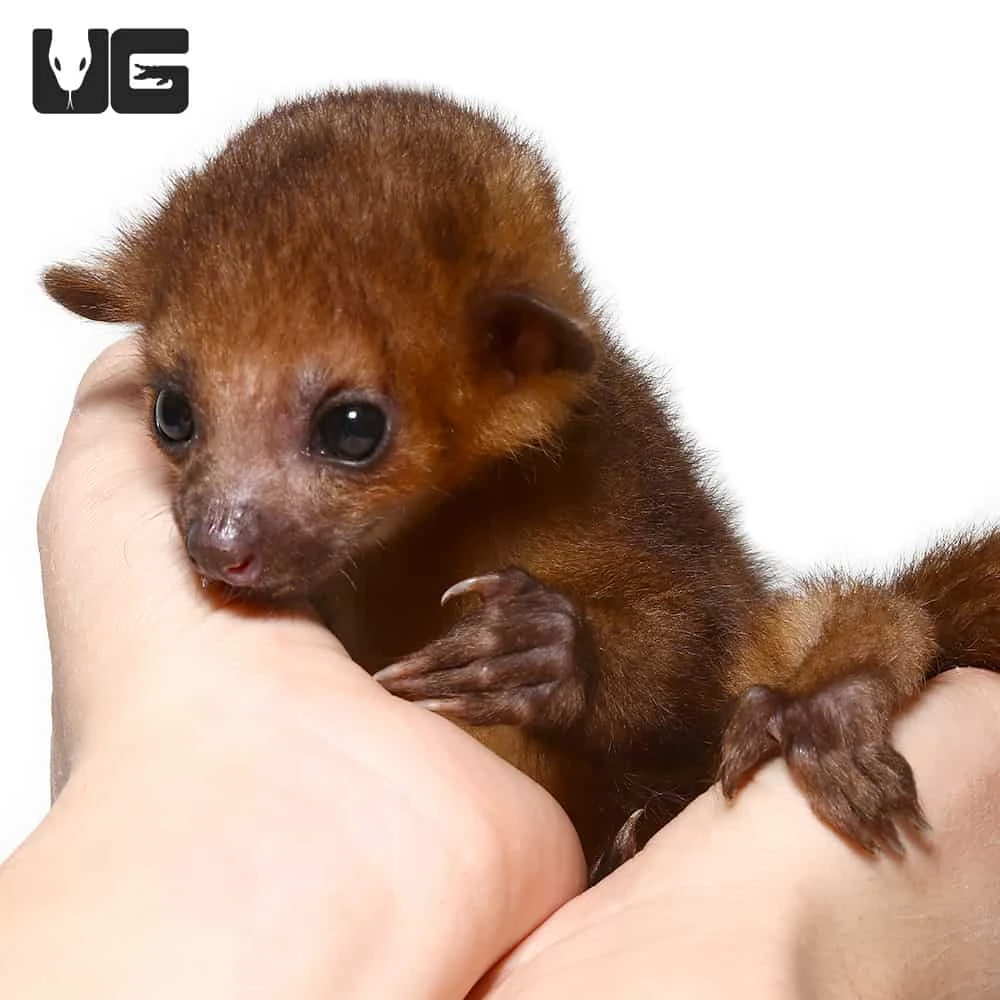 Baby Male Kinkajou #2 - Image 5
