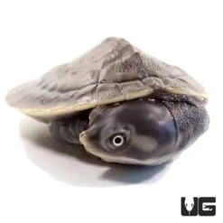 Baby Krefft’s Sideneck Turtle