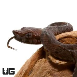 Baby Lancehead Viper
