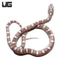 Baby Lavender Cornsnake