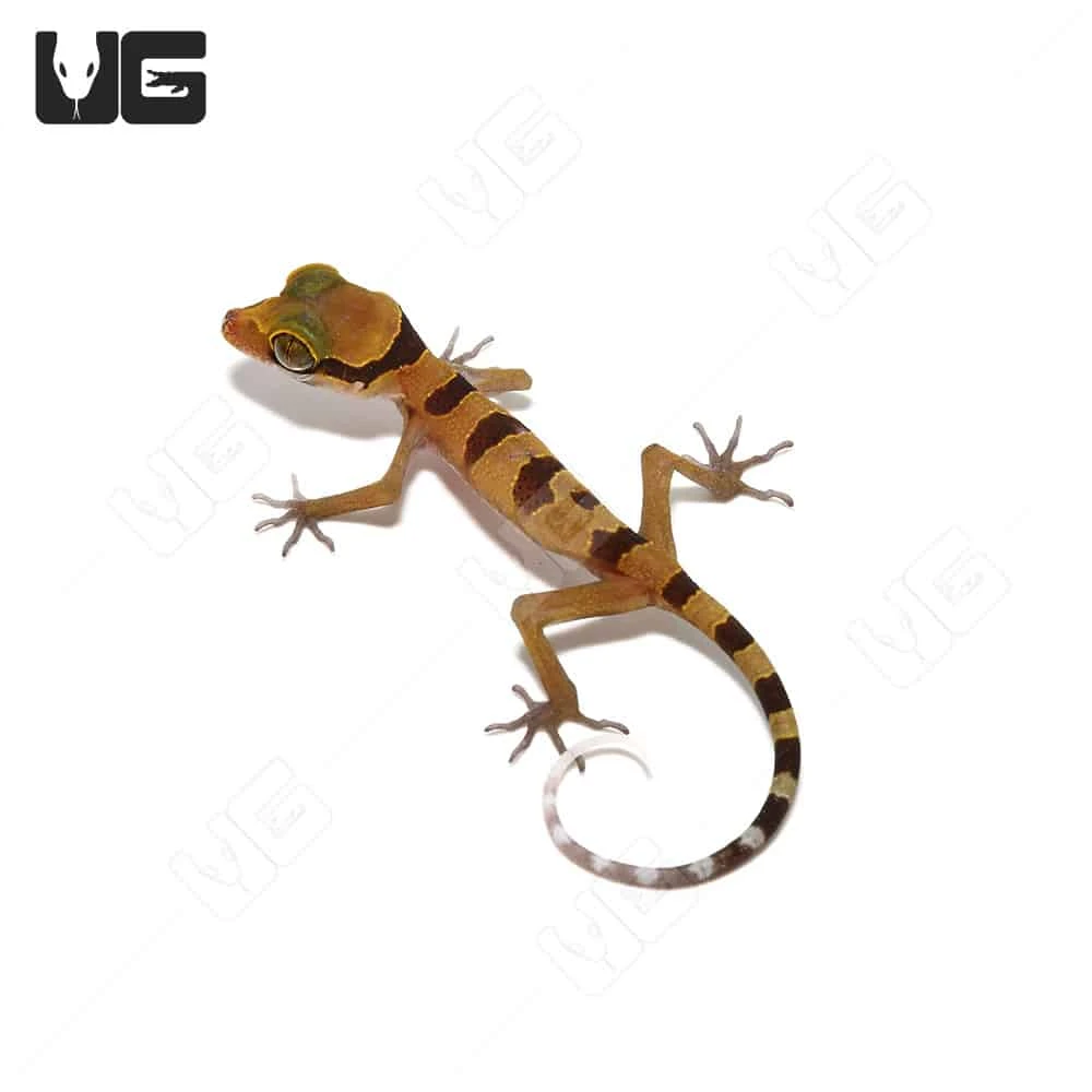Baby Lekaqul’s Bent Toe Gecko - Image 4