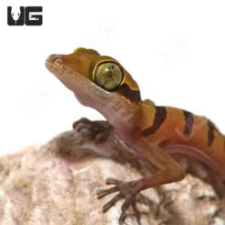 Baby Lekaqul’s Bent Toe Gecko