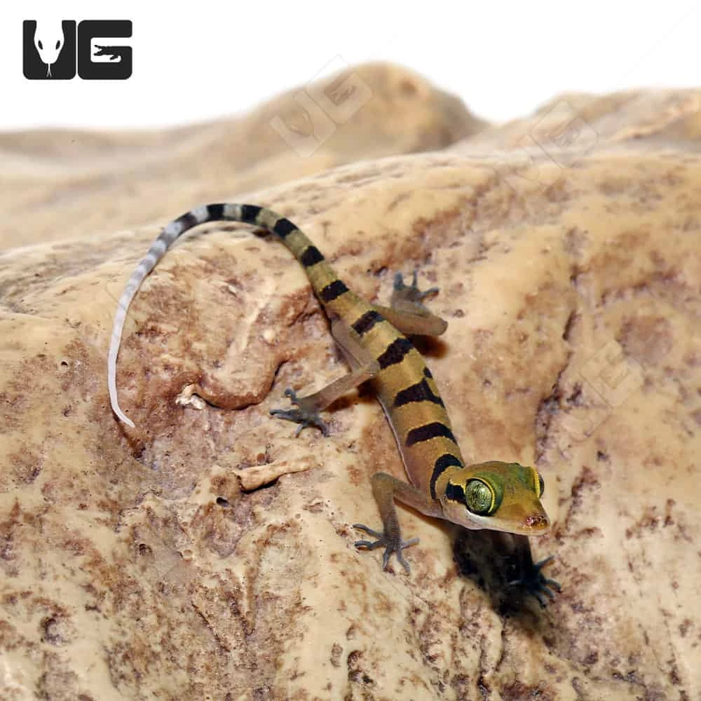 Baby Lekaqul’s Bent Toe Gecko - Image 2