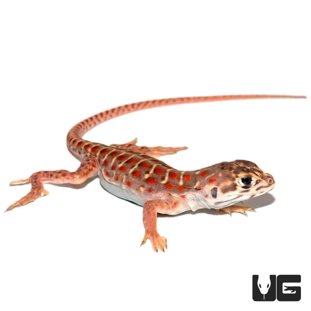 Baby Leopard Lizard - Image 2