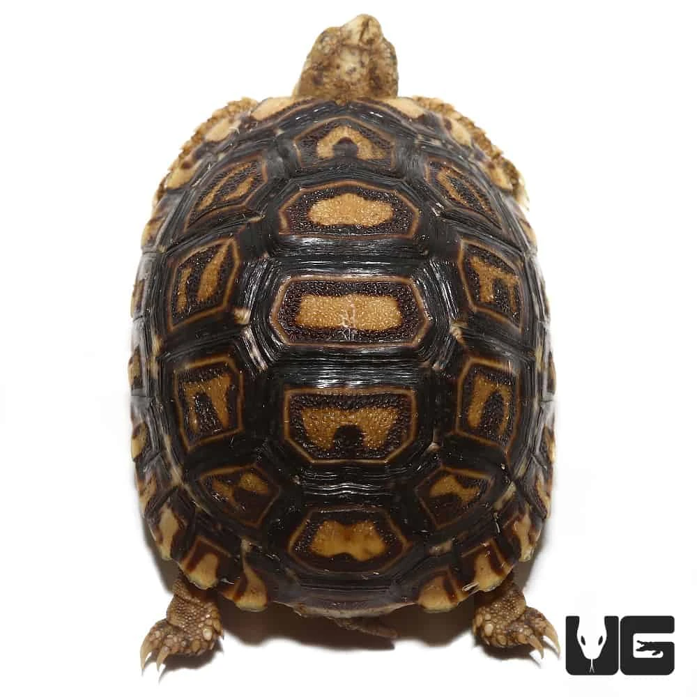 Baby Leopard Tortoise #2 - Image 3