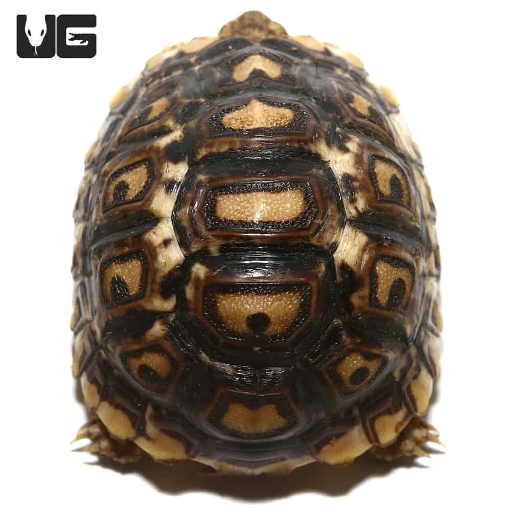 Baby Leopard Tortoise #3 - Image 3