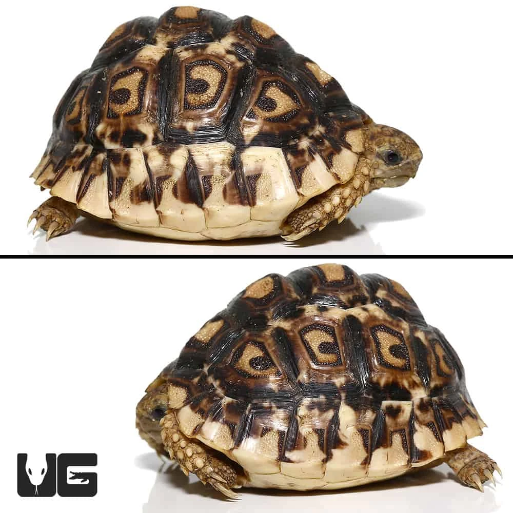 Baby Leopard Tortoise #3 - Image 2