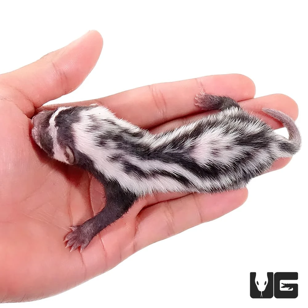 Baby Libyan Striped Weasel - Image 2