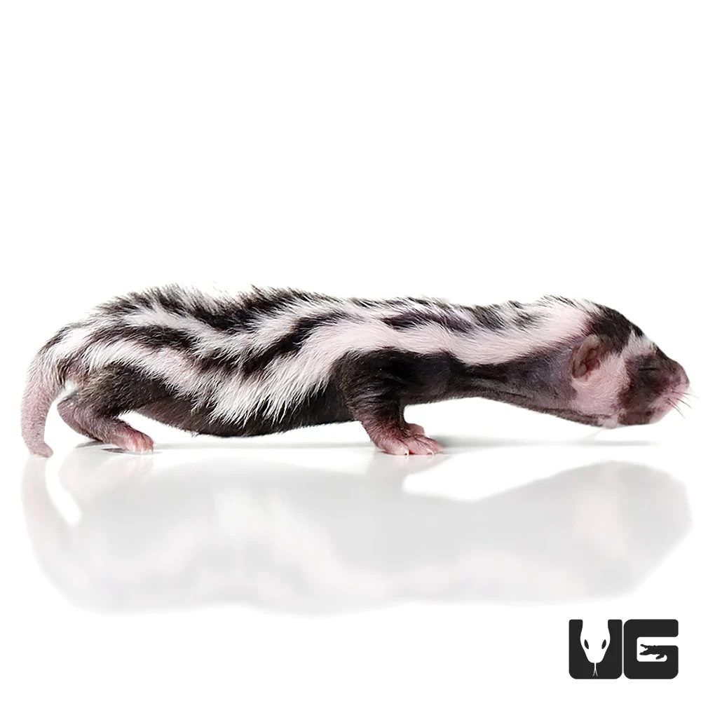 Baby Libyan Striped Weasel - Image 3