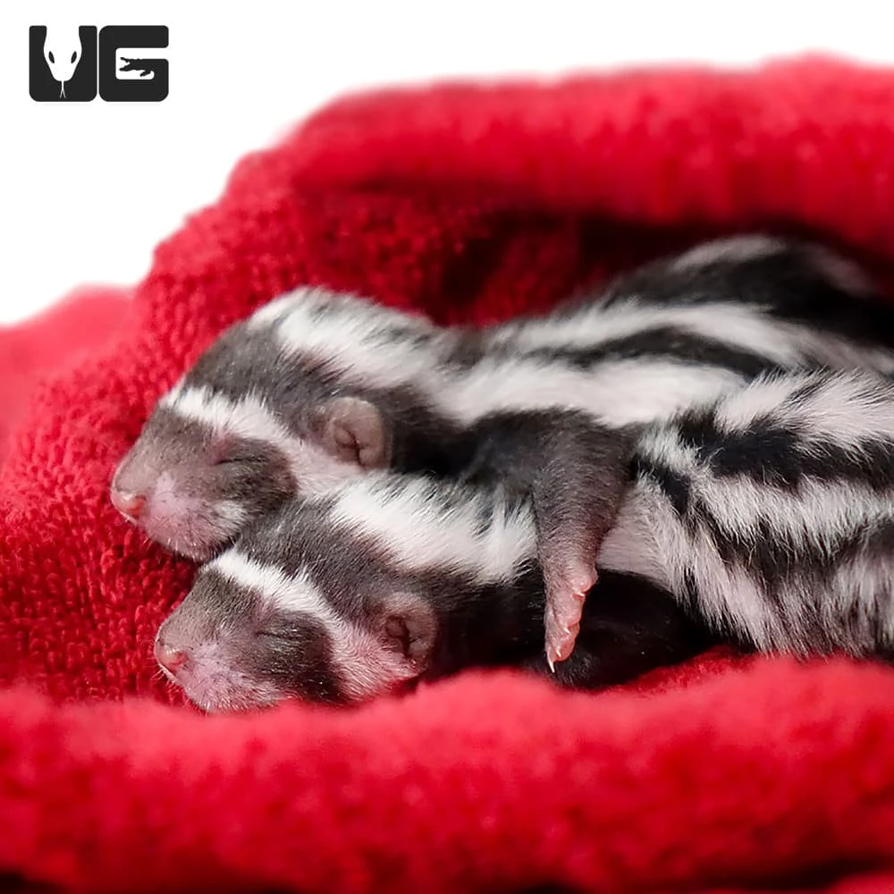 Baby Libyan Striped Weasel - Image 4