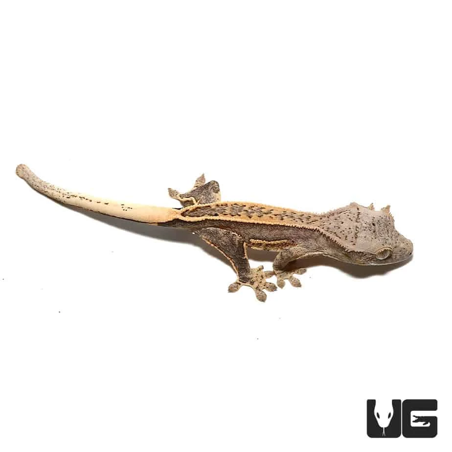 Baby Light Base Quad Stripe Crested Gecko - Image 2