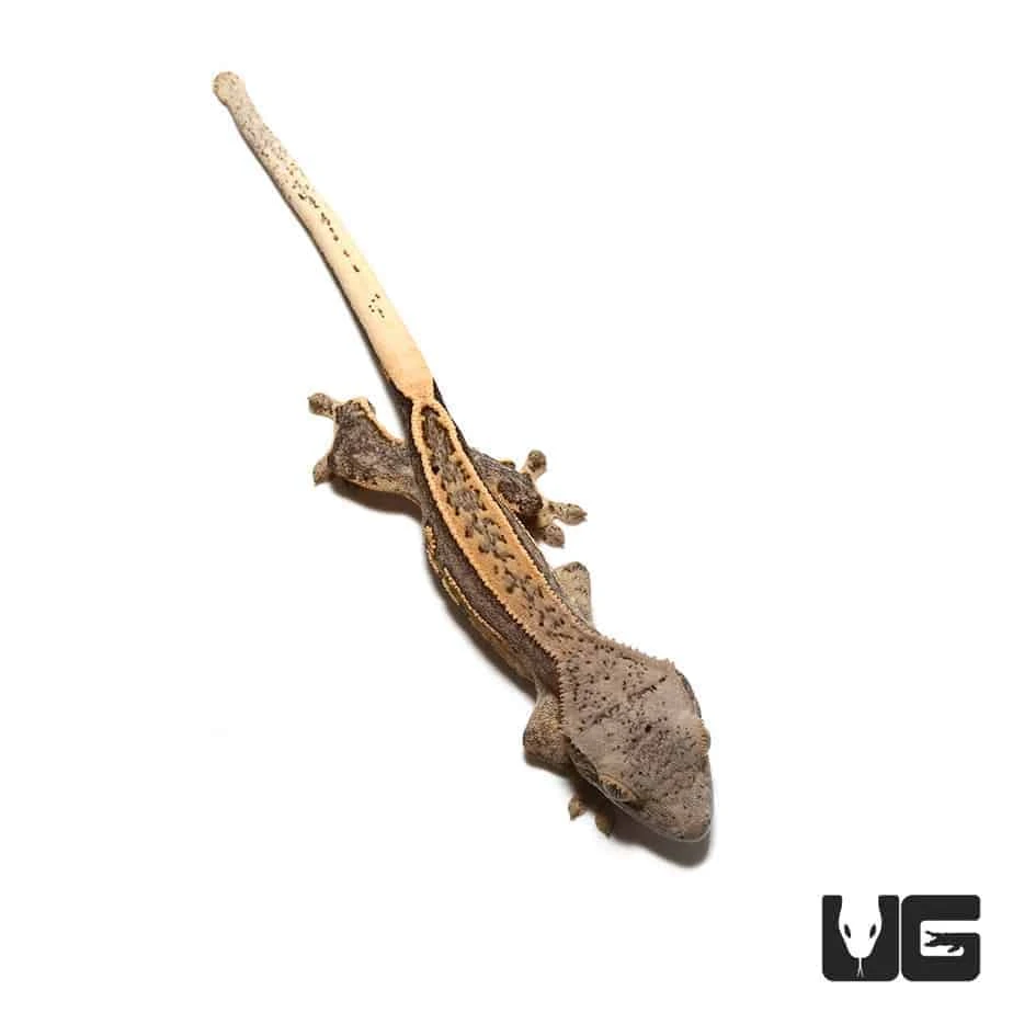 Baby Light Base Quad Stripe Crested Gecko - Image 4