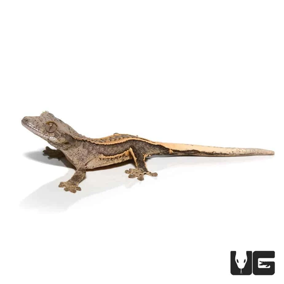 Baby Light Base Quad Stripe Crested Gecko - Image 3