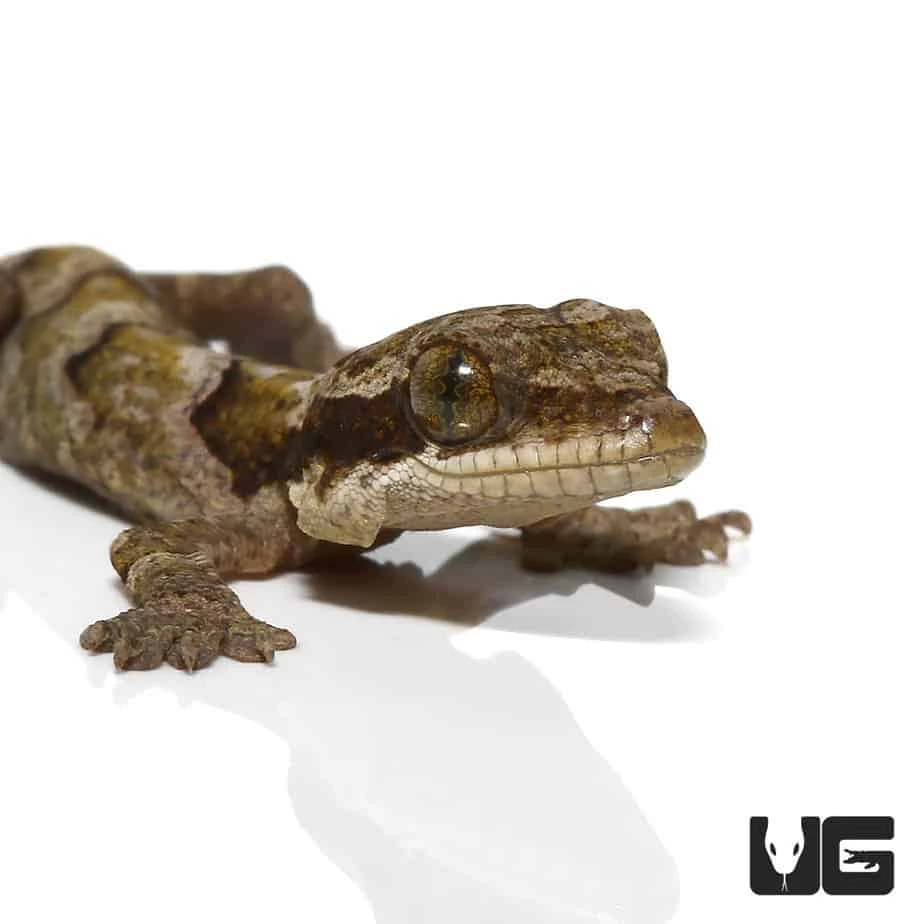 Baby Malaysian Parachute Gecko