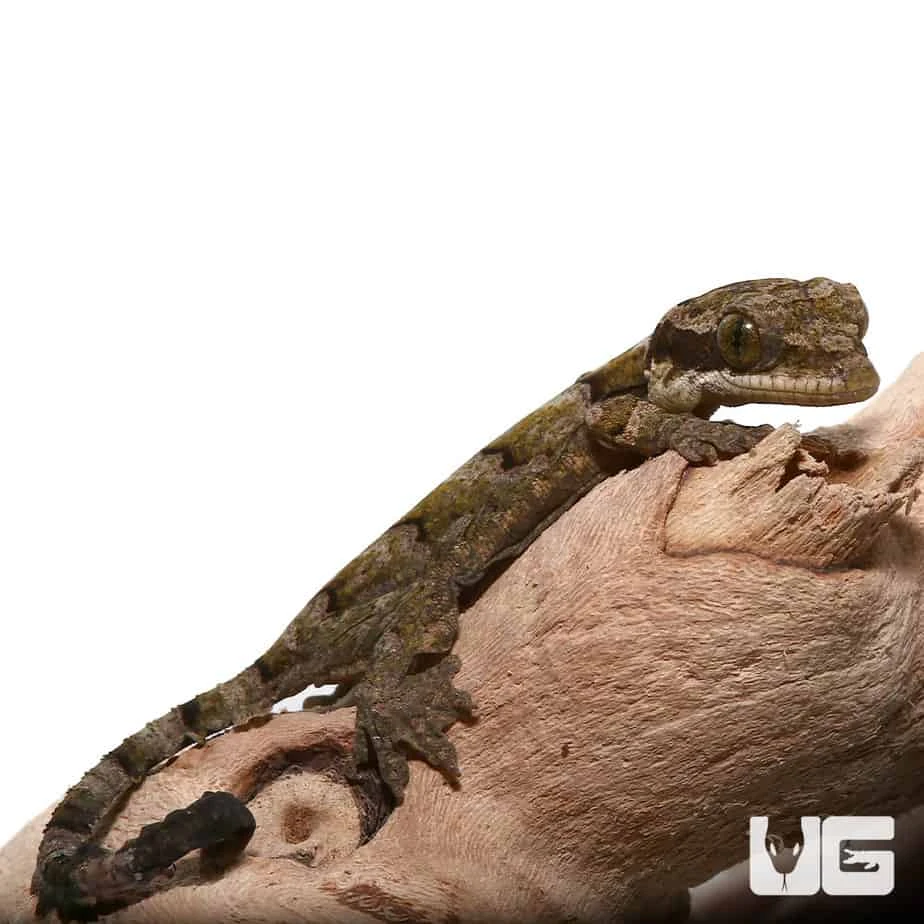 Baby Malaysian Parachute Gecko - Image 3