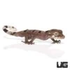 Baby Malayan Spiny Tailed Gecko