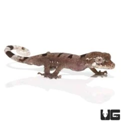 Baby Malayan Spiny Tailed Gecko