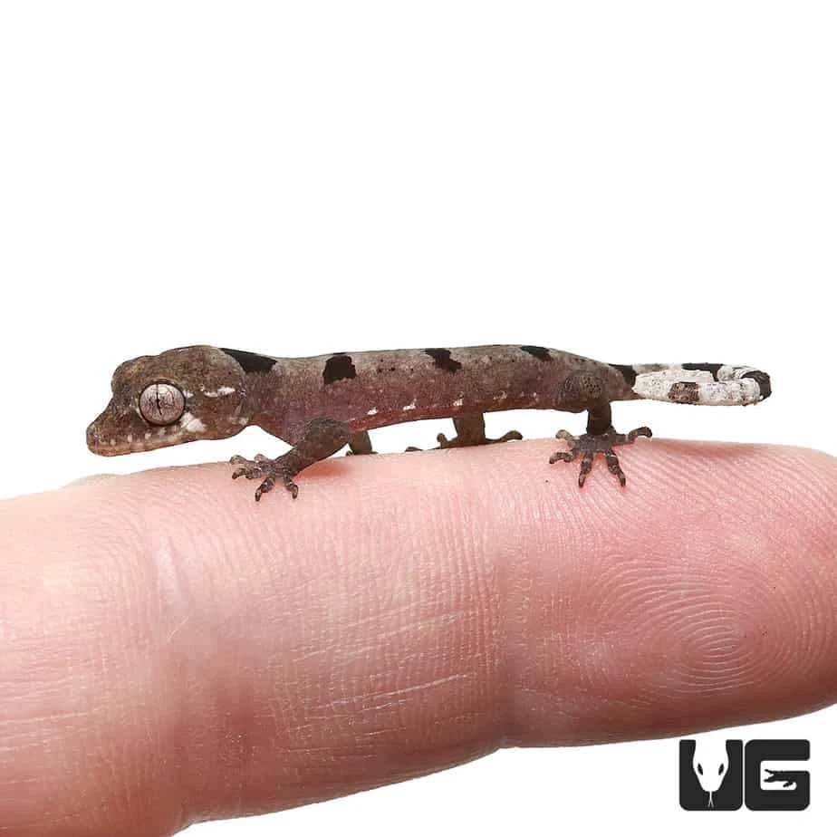 Baby Malayan Spiny Tailed Gecko - Image 2
