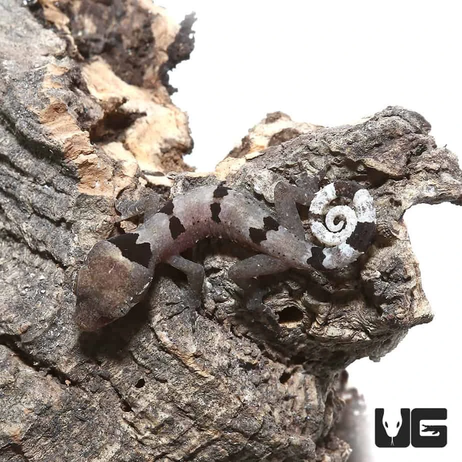 Baby Malayan Spiny Tailed Gecko - Image 4