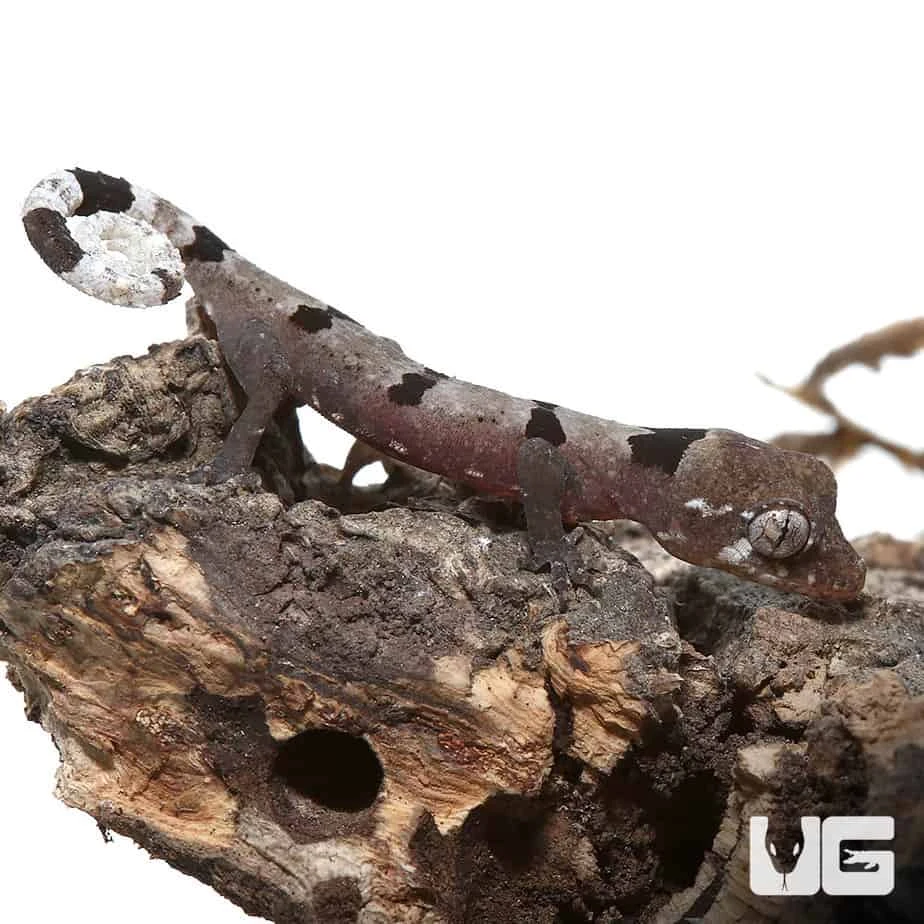 Baby Malayan Spiny Tailed Gecko - Image 3