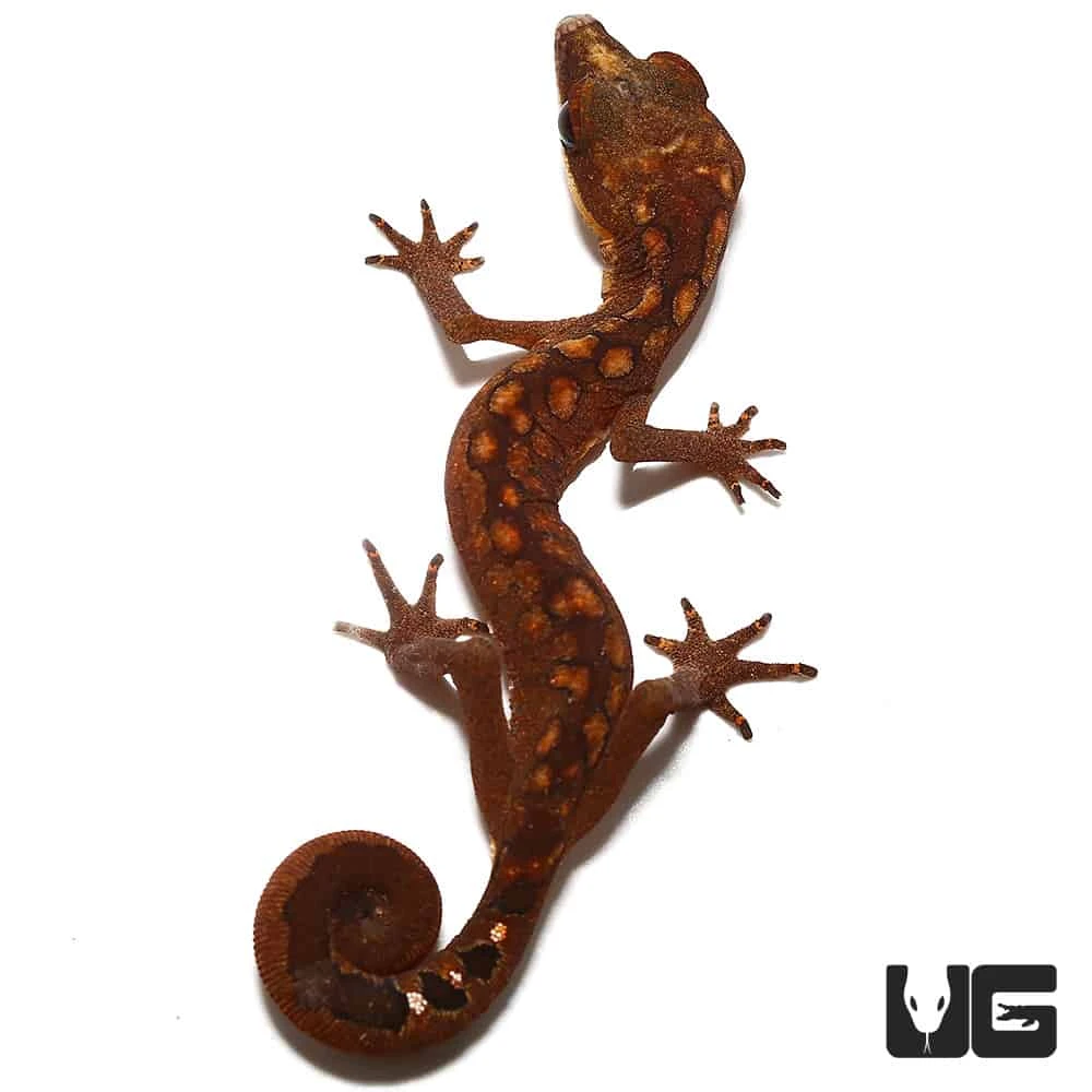 Baby Malaysian Cat Eye Gecko - Image 4
