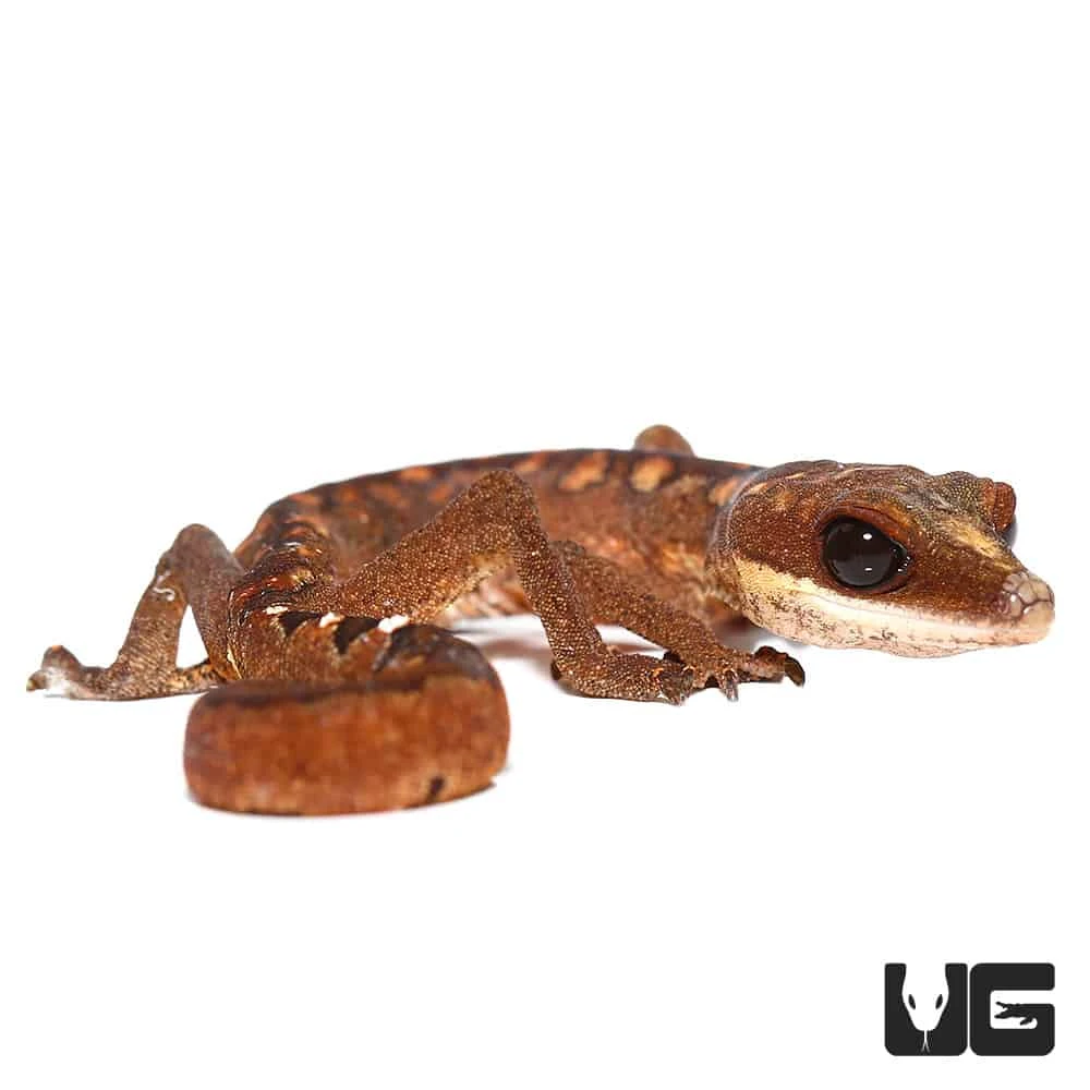 Baby Malaysian Cat Eye Gecko - Image 3