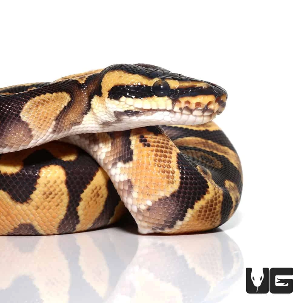 Baby Female Enchi Yellowbelly Ball Python (#51) - Image 2