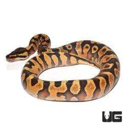 Baby Female Enchi Yellowbelly Ball Python (#51)