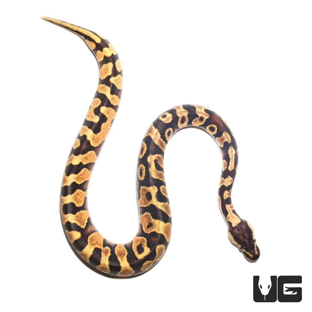 Baby Female Enchi Yellowbelly Ball Python (#51) - Image 4