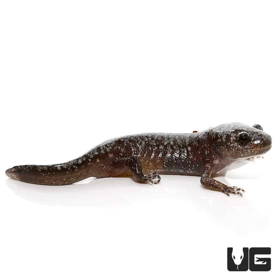 Baby Marbled Salamander - Image 2