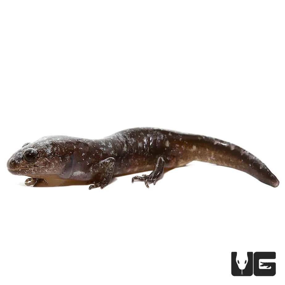 Baby Marbled Salamander - Image 3