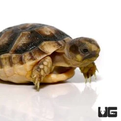 Baby Marginated Tortoise