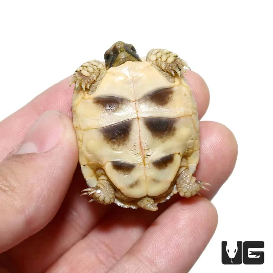 Baby Marginated Tortoise - Image 2
