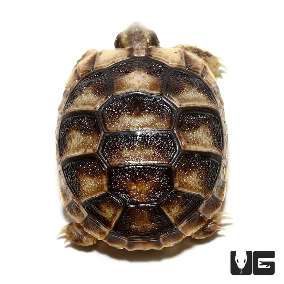 Baby Marginated Tortoise - Image 3