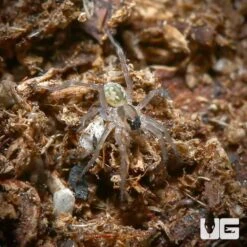 Baby Marion County Wolf Spider